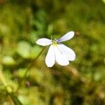 Lobelia angulata Flower