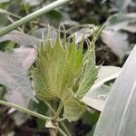 Gossypium barbadense Mosusu