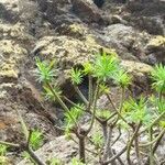 Euphorbia regis-jubae Листок