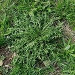 Taraxacum cucullatiforme Libunga