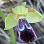 Ophrys omegaifera Flower