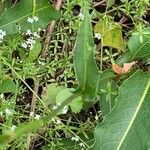 Bistorta officinalis Leaf