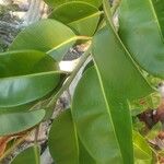 Ficus elastica Blatt