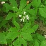 Hydrophyllum virginianum Hoja