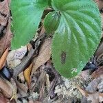 Pentaphragma begoniifolium Blad