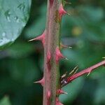 Rubus questieri Bark