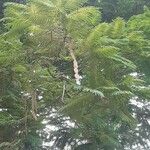 Anadenanthera colubrina ഫലം