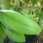 Magnolia virginianaFolio