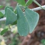 Nitraria retusa Leaf