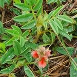 Indigofera volkensii Fuelha