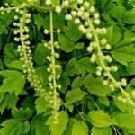 Actaea racemosa Flower