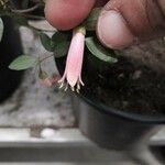 Symphoricarpos longiflorus Flower