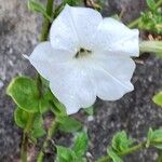 Petunia axillaris Kvet