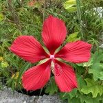 Hibiscus coccineus Květ