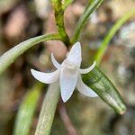 Angraecum panicifolium Flor