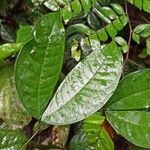 Julbernardia pellegriniana Hoja