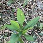 Solidago altissimaLeaf