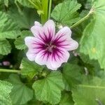 Malva sylvestrisപുഷ്പം