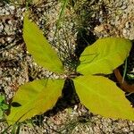 Quercus bicolor Leaf