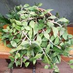 Hoya lacunosa ശീലം