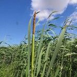 Typha latifolia花