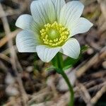 Anemone baldensis Fula