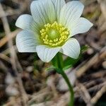 Anemone baldensis Květ