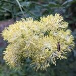 Thalictrum flavum Bloem
