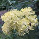 Thalictrum flavum Kvet