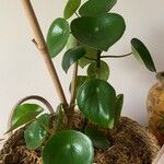 Peperomia polybotrya Levél