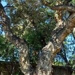 Quercus suber Агульны выгляд