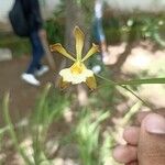 Encyclia tampensis Virág