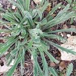 Plantago coronopus Feuille