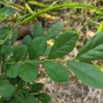 Murraya paniculata Leaf