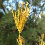 Chloris gayana Fruit