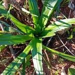 Plantago serraria Hoja