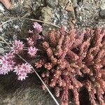 Sedum hispanicum पत्ता