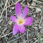 Colchicum montanum Květ