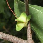 Euonymus latifolius Фрукт