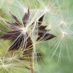 Lactuca virosa Frukt