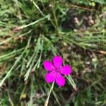 Dianthus deltoidesÕis