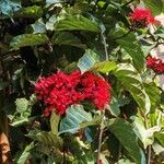 Clerodendrum splendens Flower