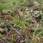 Agrostis pilosula Habit