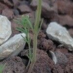 Linaria simplex Bark