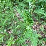 Astragalus penduliflorus ഇല