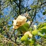 Cardiospermum grandiflorum Fruit