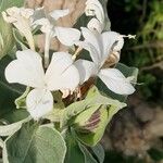 Barleria albostellata फूल