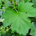 Pelargonium glechomoides Lehti