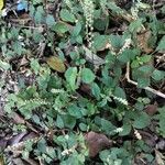 Cyathula prostrata Blatt