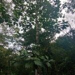 Artocarpus altilis Vekstform